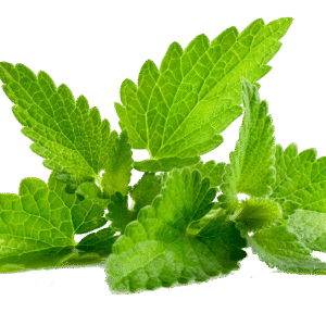 Mint Leaves 1 bundle