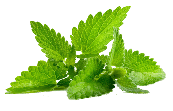 Mint Leaves 1 bundle